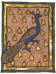Illumination of a medieval peacock
